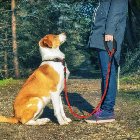 Reflective Dog Leash for Walking